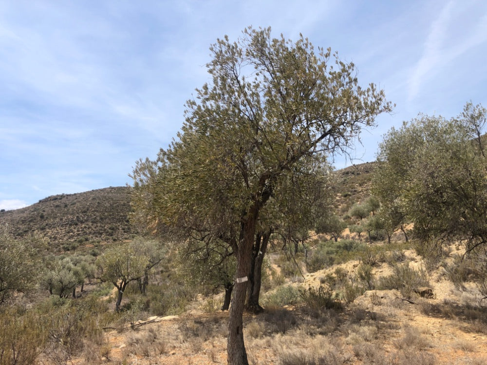 Olive trees in a dry landscape with hills and blue sky