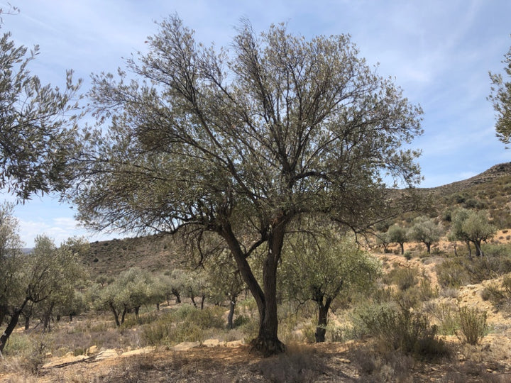 Adopt Your Tree in Olivar Cúrate