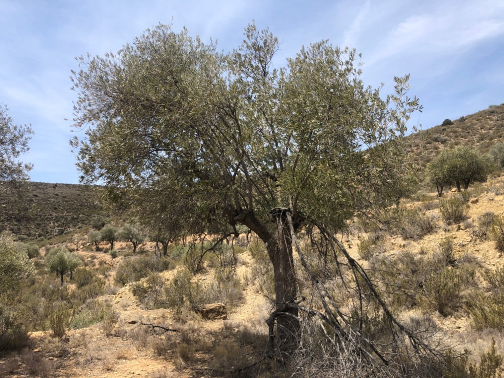 Adopt Your Tree in Olivar Cúrate