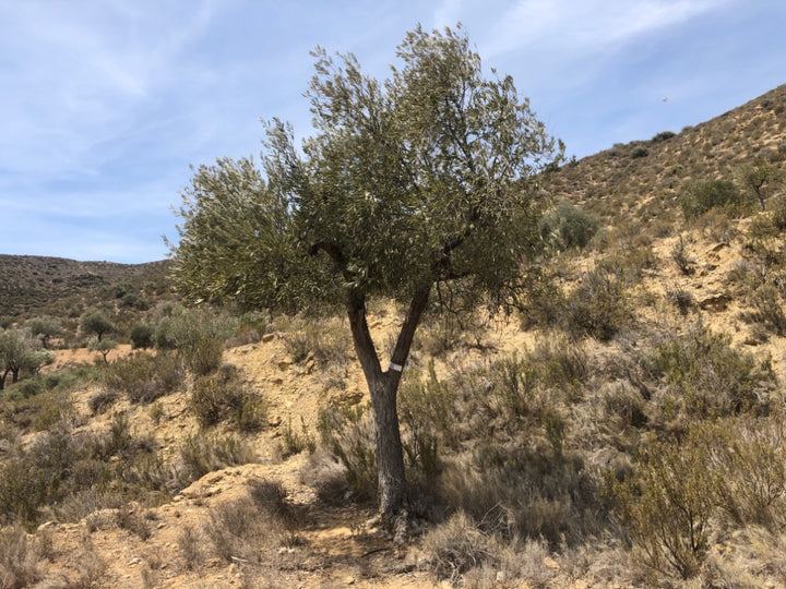 Adopt Your Tree in Olivar Cúrate