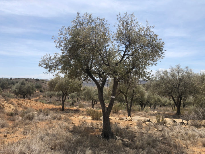 Olive trees in a dry landscape with a clear sky