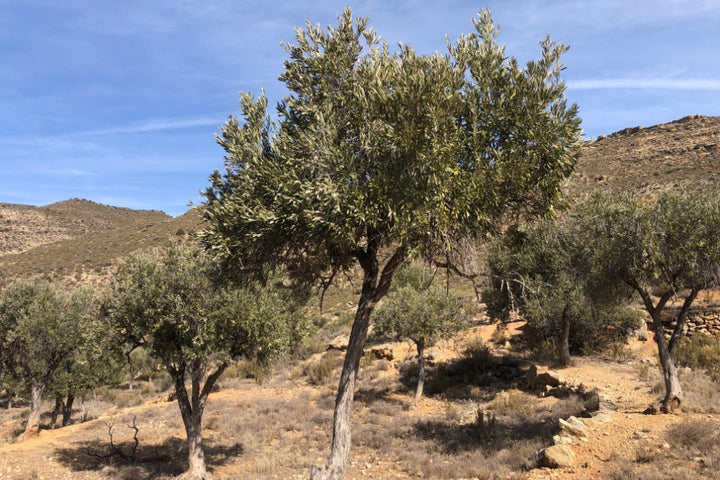 Olive trees in a dry landscape with mountains in the background