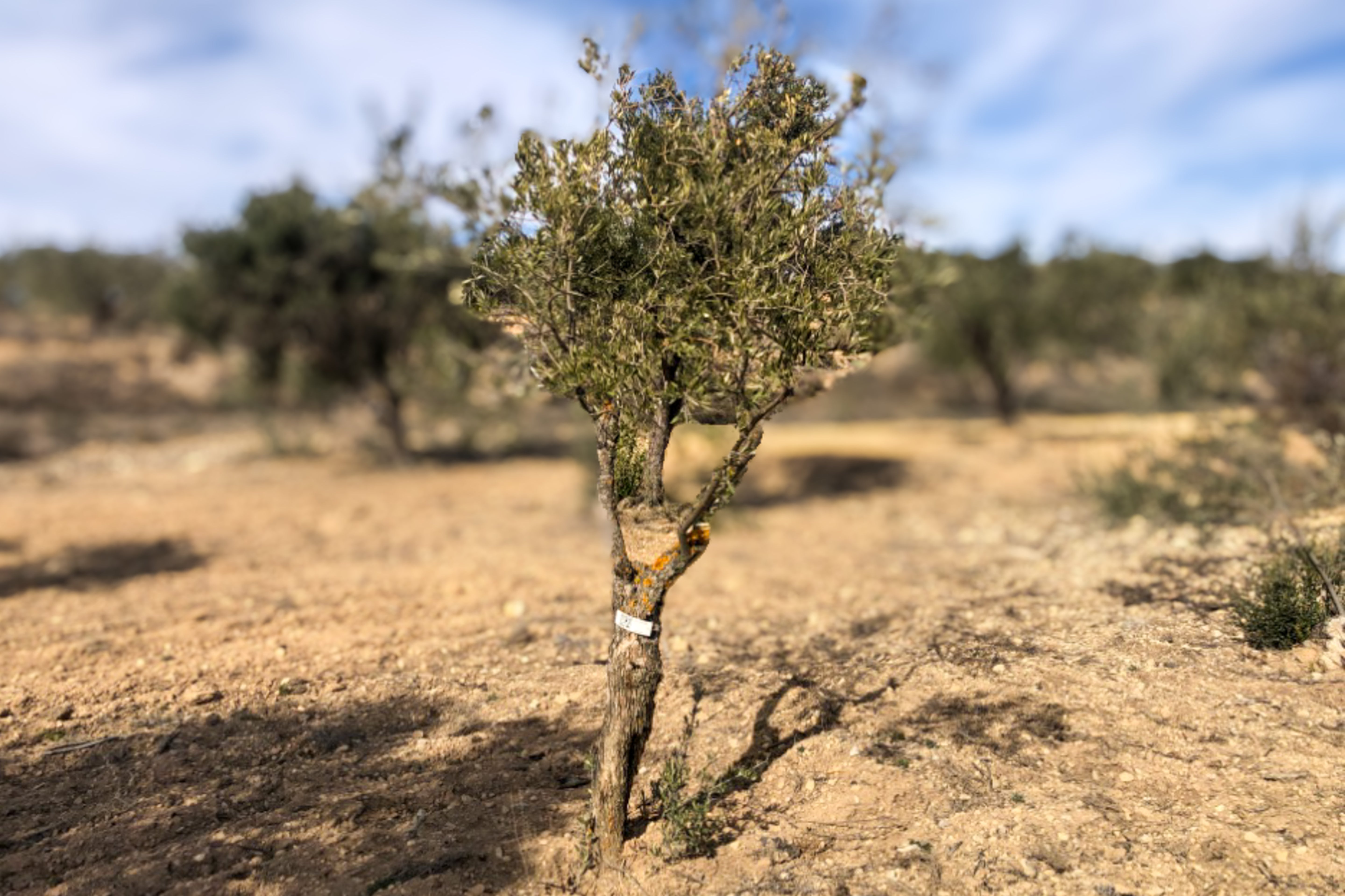 Olivar Cúrate Tree #17121