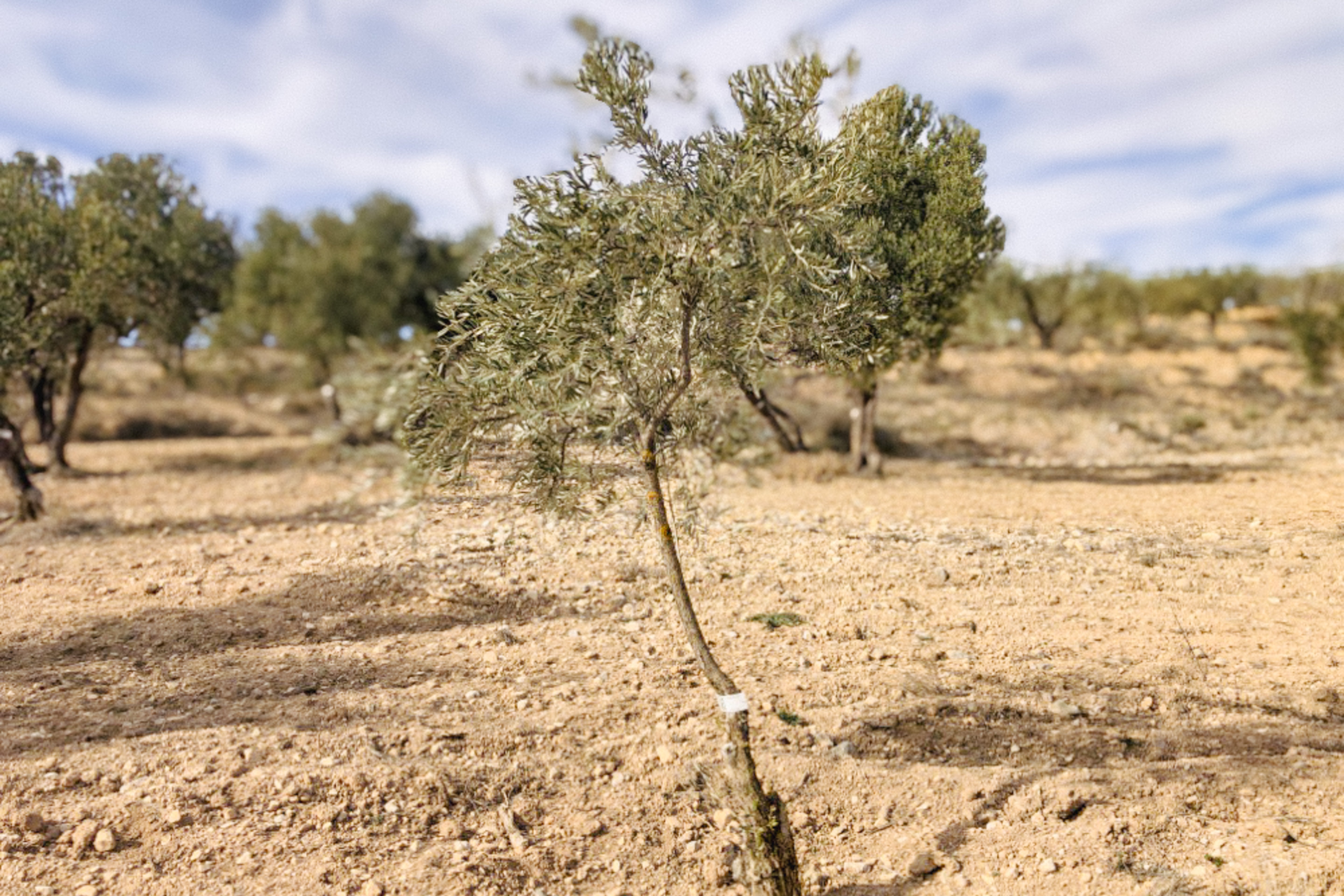 Olivar Cúrate Tree #17123