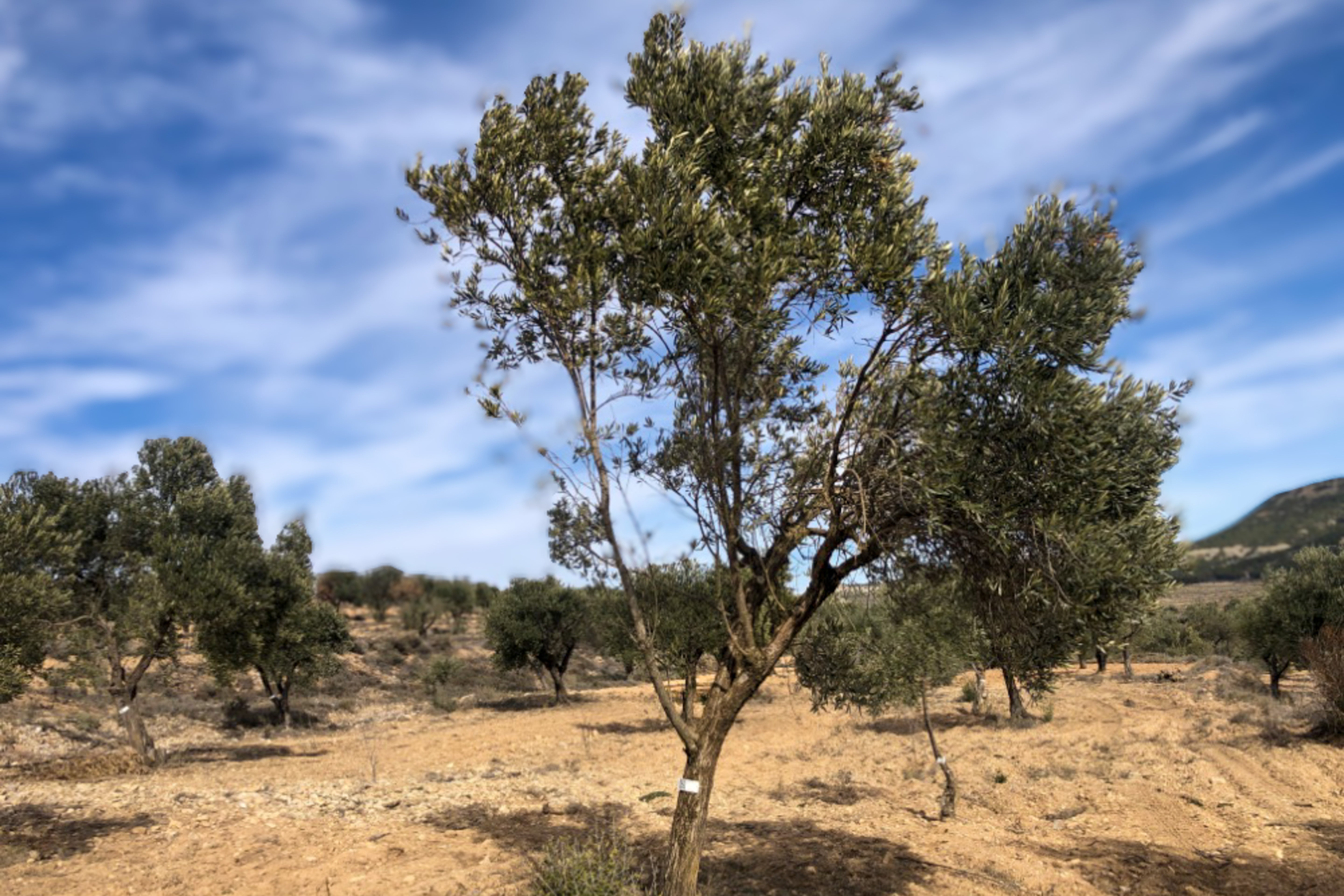 Olivar Cúrate Tree #17124