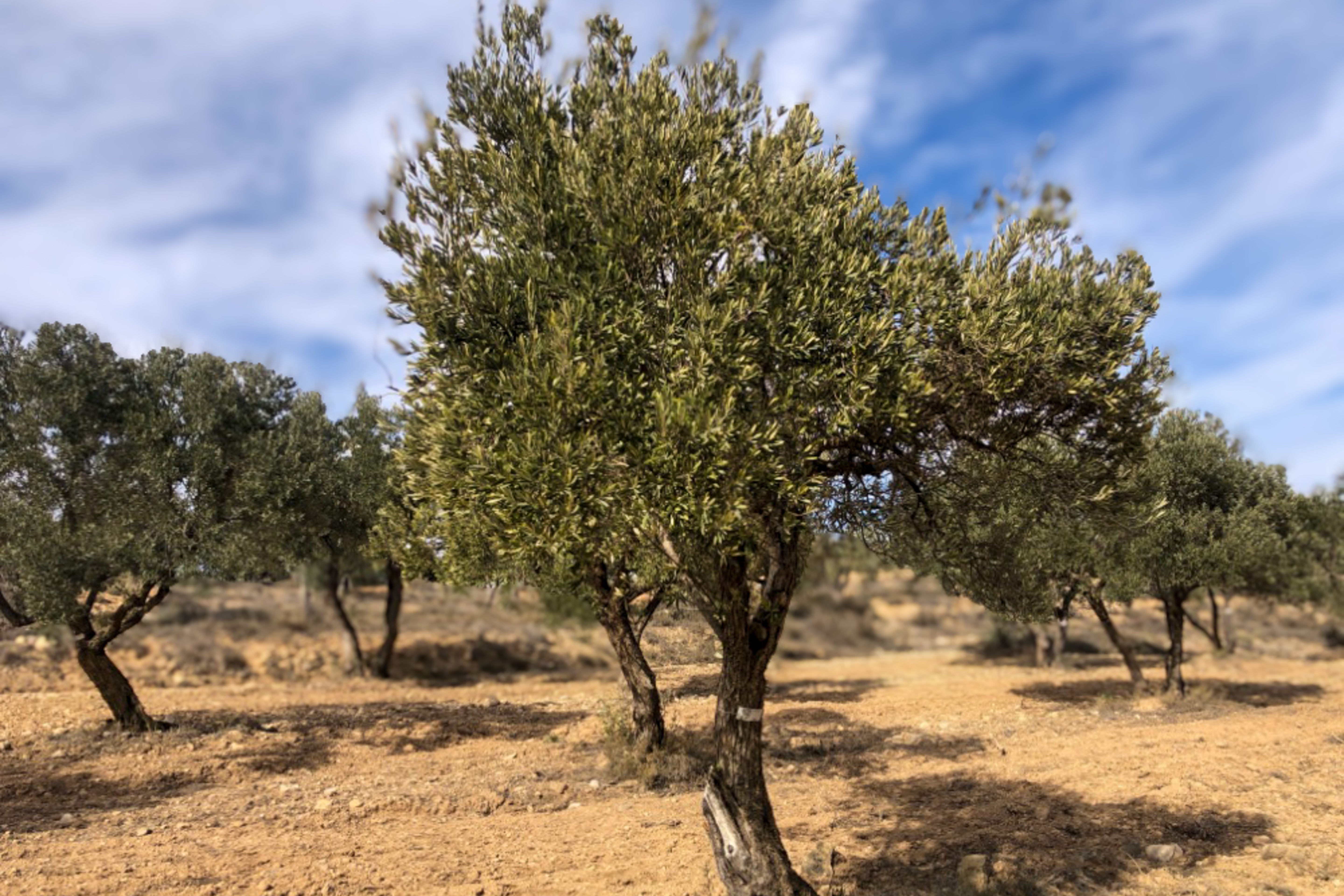 Olivar Cúrate Tree #17126