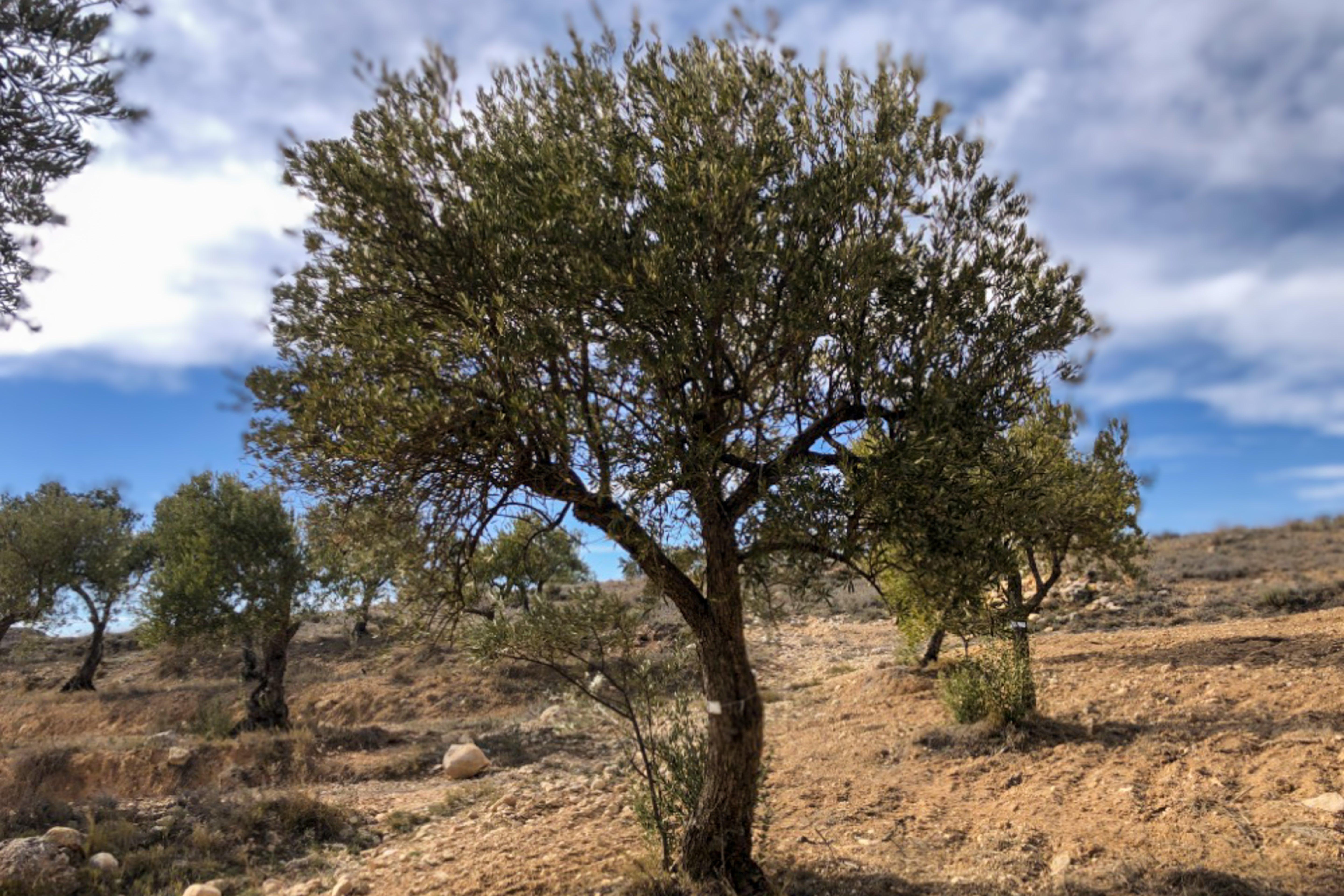 Olivar Cúrate Tree #17128