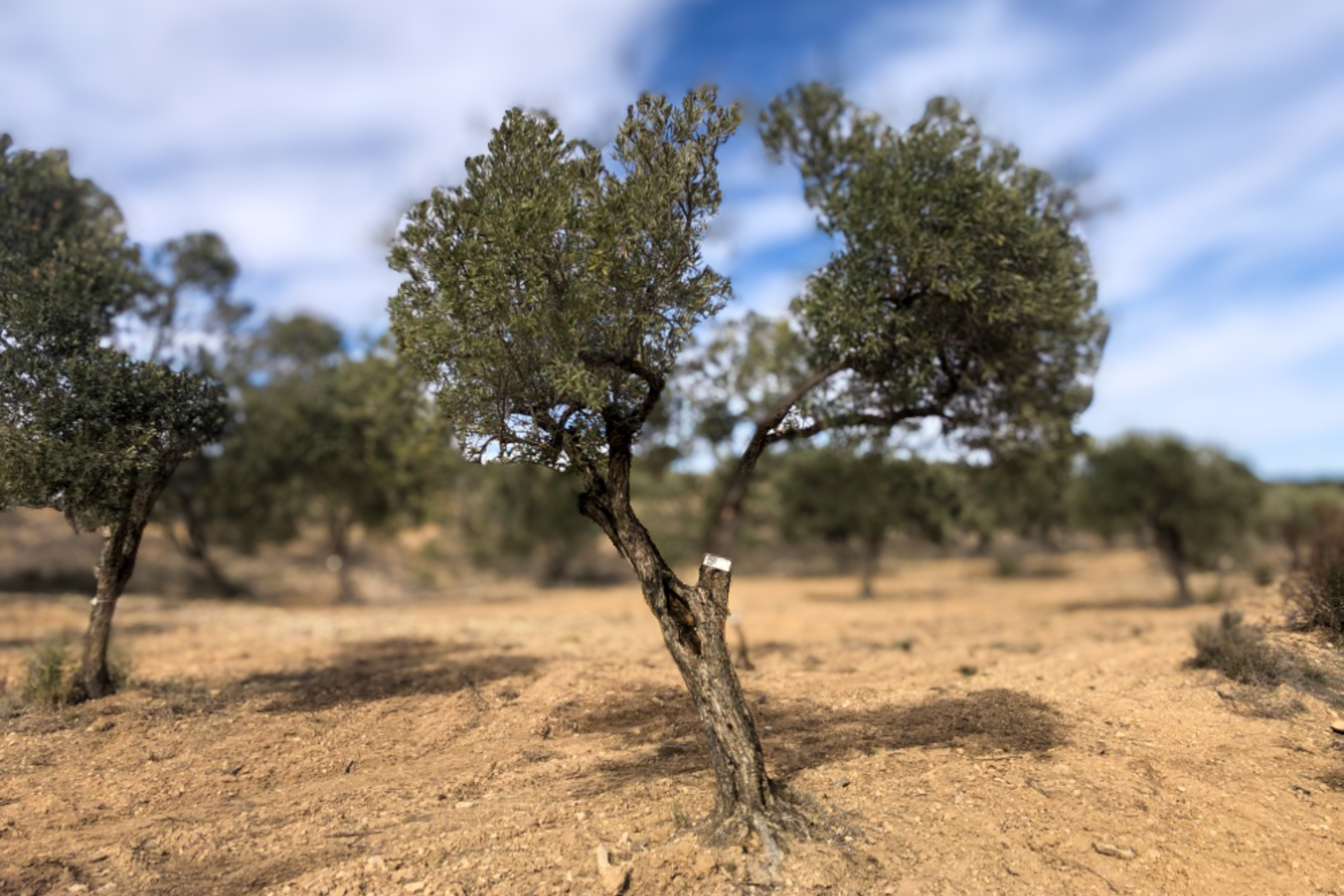 Olivar Cúrate Tree #17132