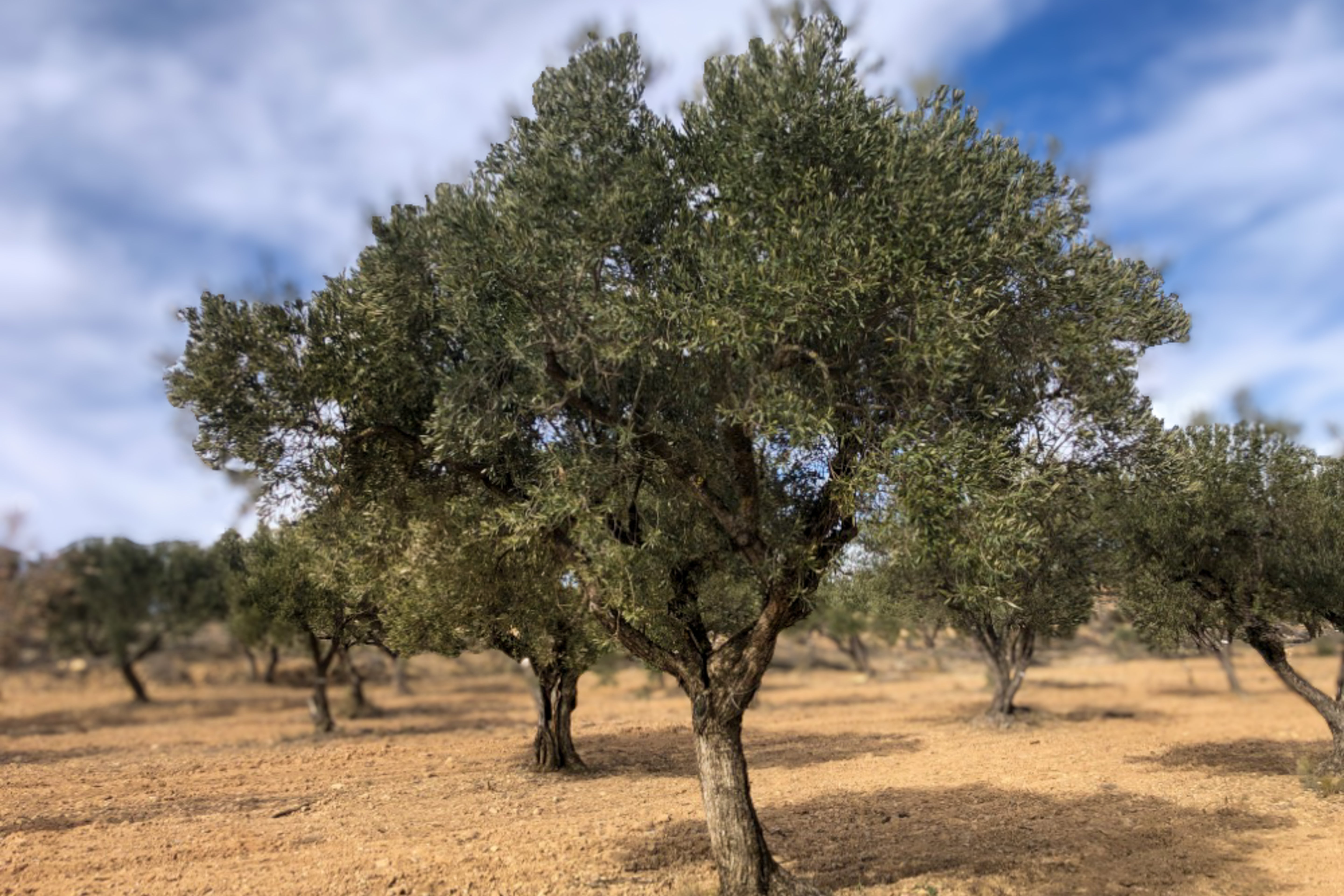 Olivar Cúrate Tree #17134