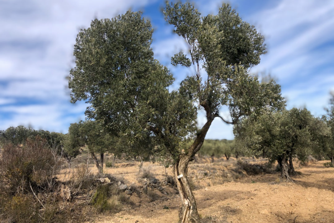 Olivar Cúrate Tree #17138