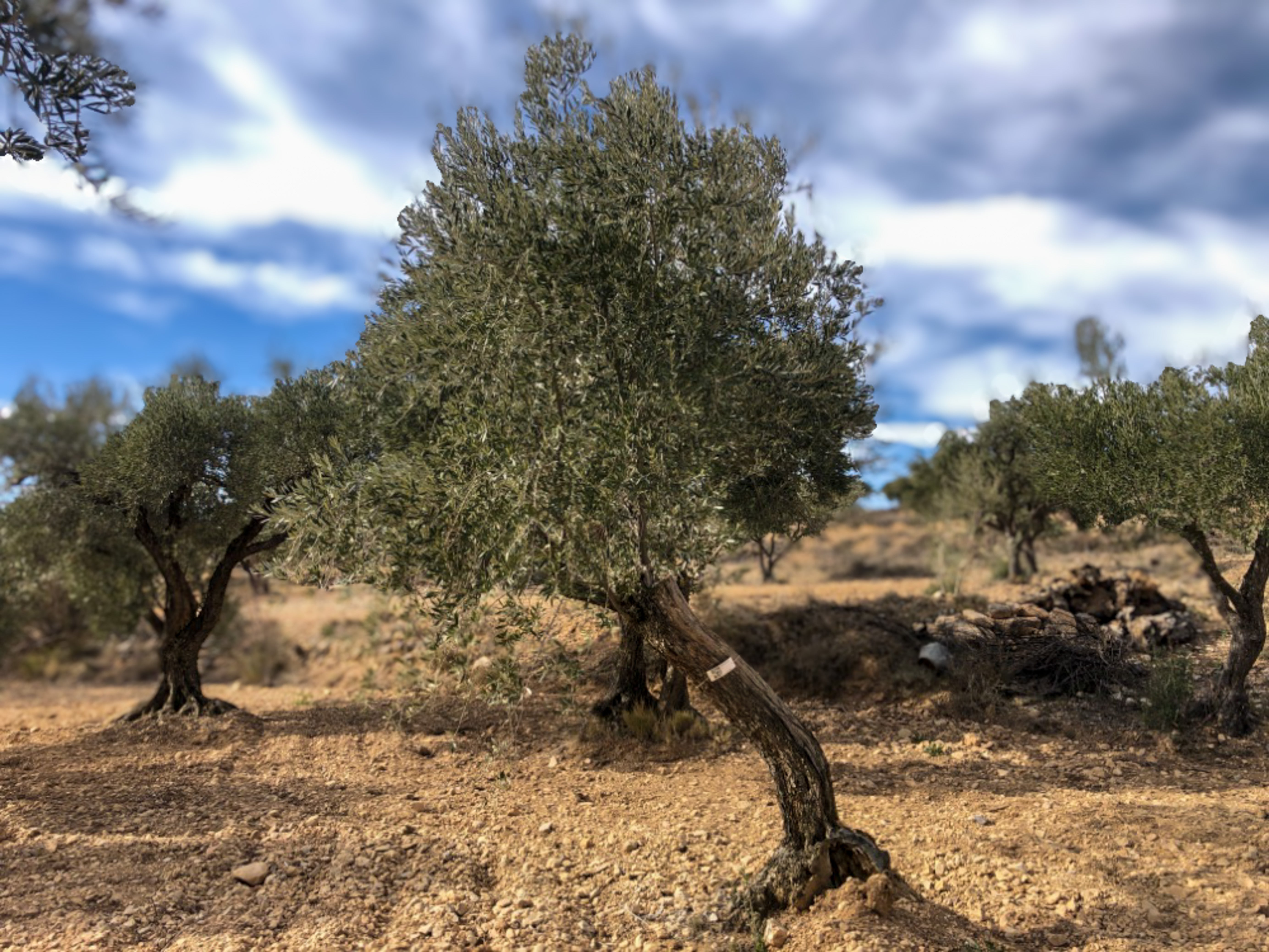 Olivar Cúrate Tree #17150