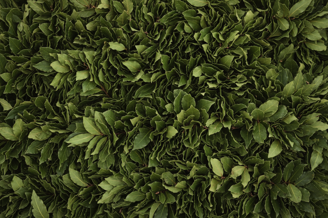 Fill entire photo frame with close up of full bay leaf garland. Show layered textures of full garland